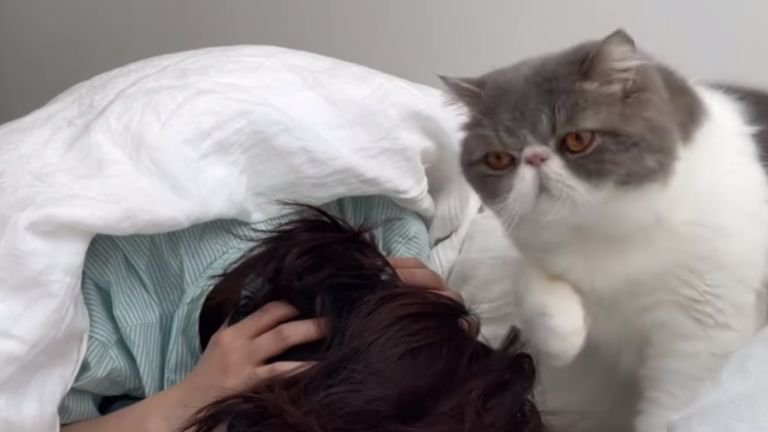 室内にいる猫