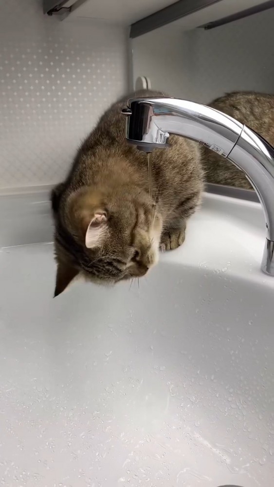 下を見ている猫