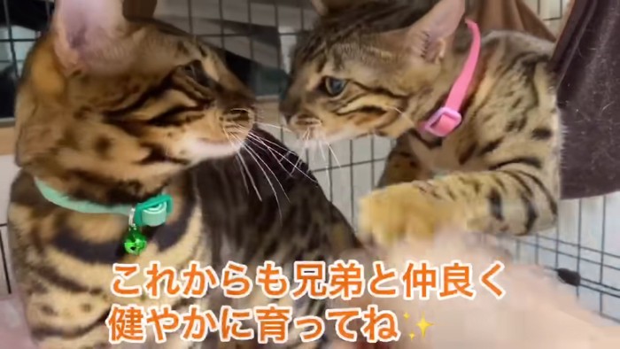 顔を近づける2匹の子猫