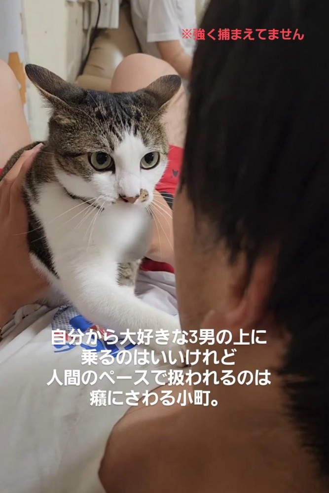 イカ耳の猫