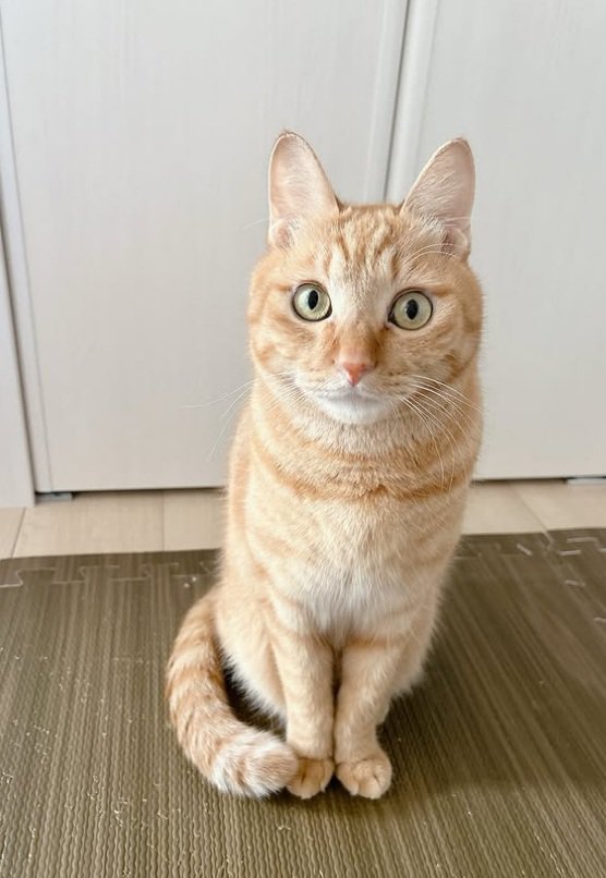 カメラ目線の猫