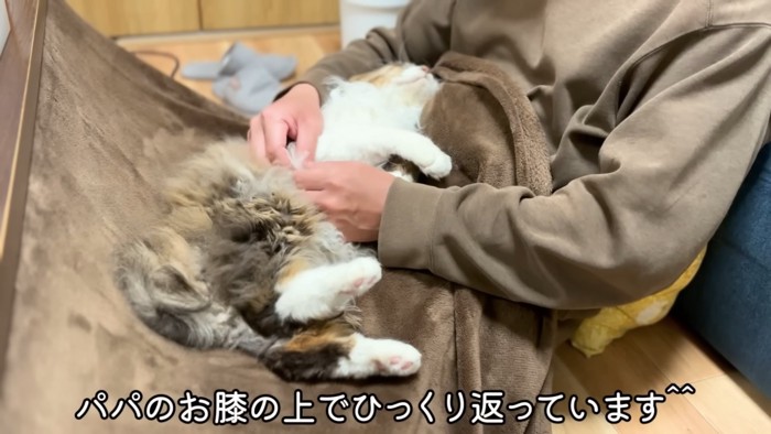 仰向けの猫