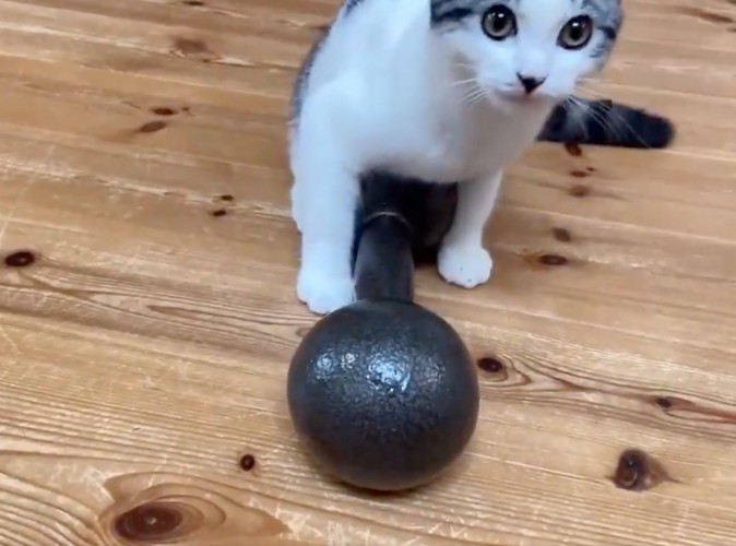 諦めた猫