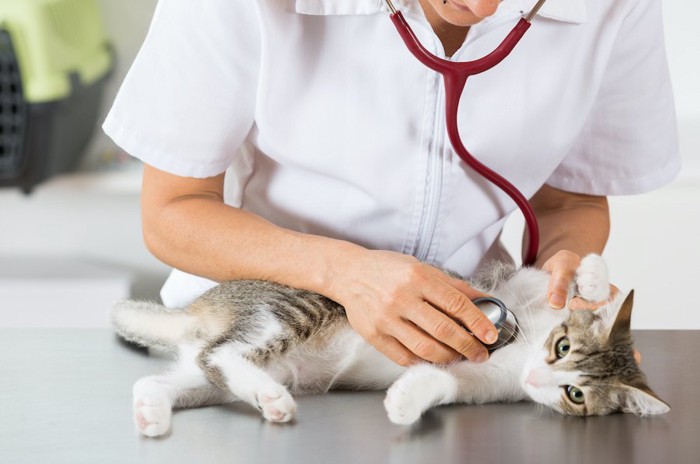 病院で獣医師の診察を受ける猫