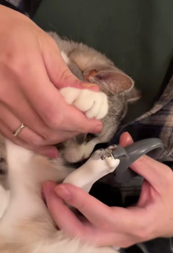 爪を切られる猫