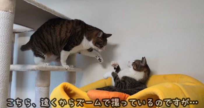 パンチする猫