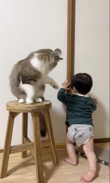 子供の手を止めようとする猫