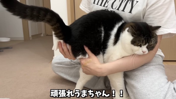 お尻にティッシュを当てられる猫