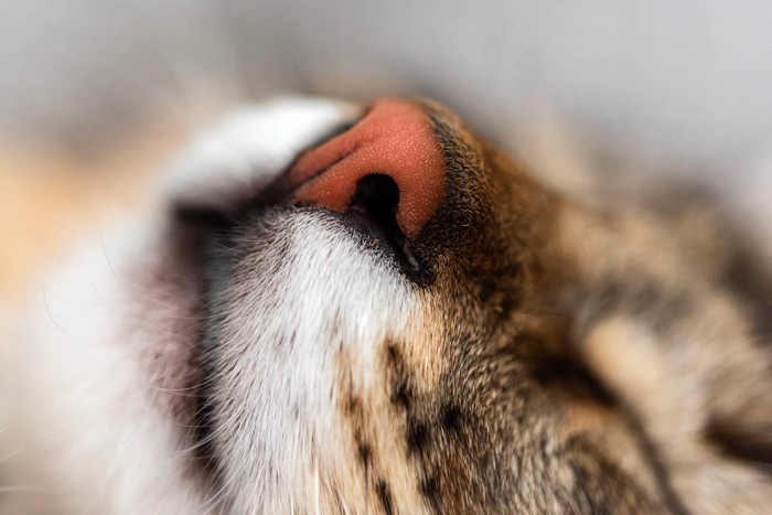 猫の鼻のアップ