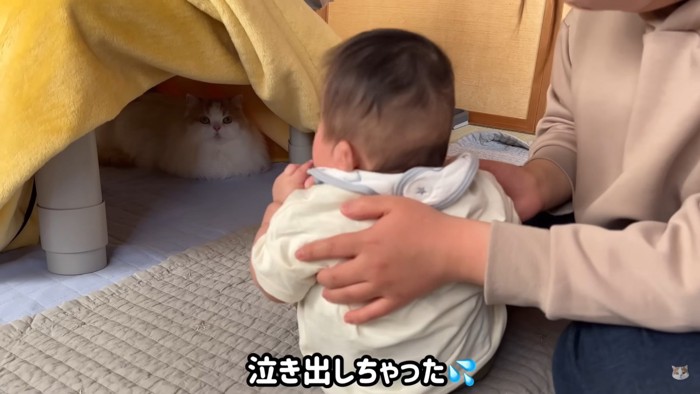 赤ちゃんを見つめるレモンちゃん