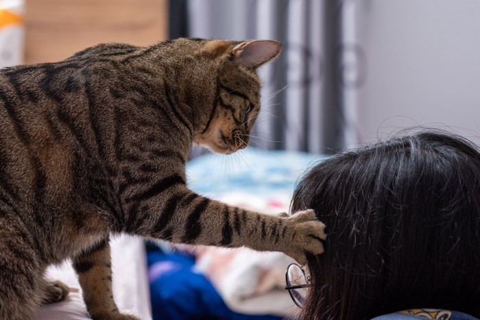 飼い主の頭を叩く猫