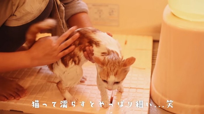 濡れて細くなった猫