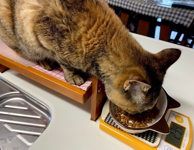 食べる猫