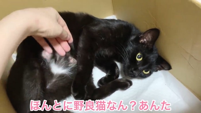 なでられる猫