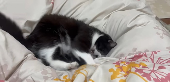 布団を蹴る猫