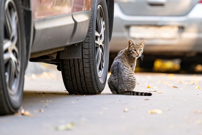 車と猫