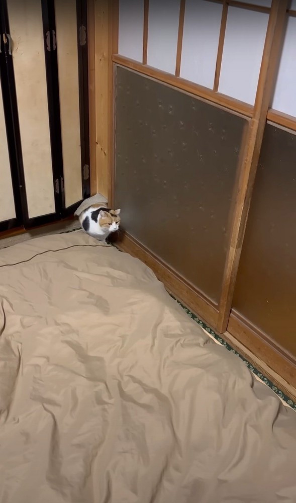 猫専用のドアから出てくる