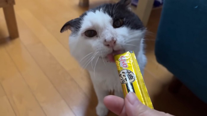 おやつを食べる猫