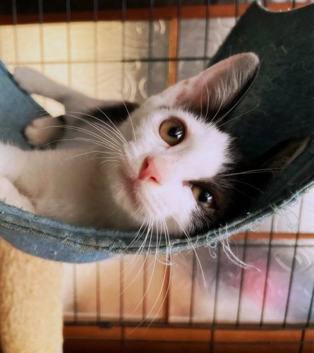ハンモックに乗る子猫