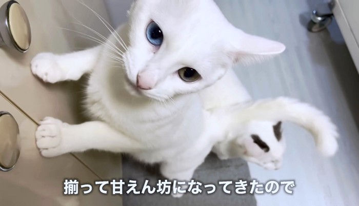 飼い主さんを追いかけて甘えるテンちゃん