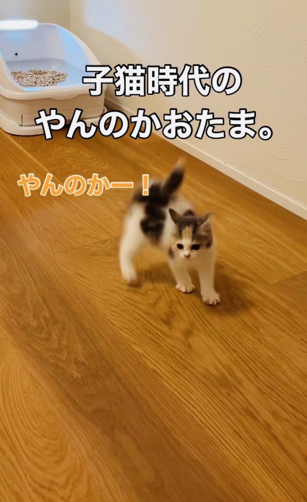 兄猫にニャンプロを仕掛ける子猫