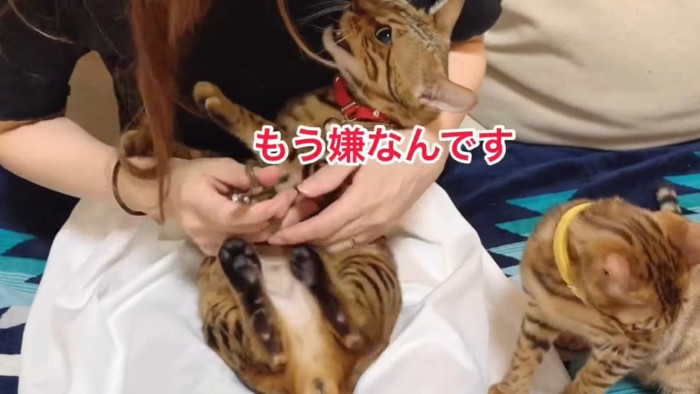 爪切りされる赤い首輪の猫