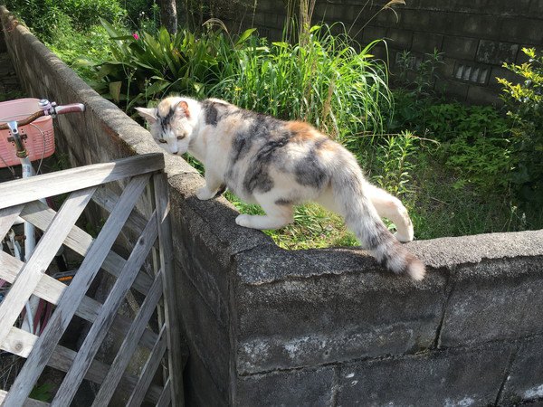 塀の上を歩く猫を上から写した写真