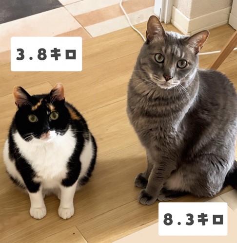 並んで座る2匹の猫