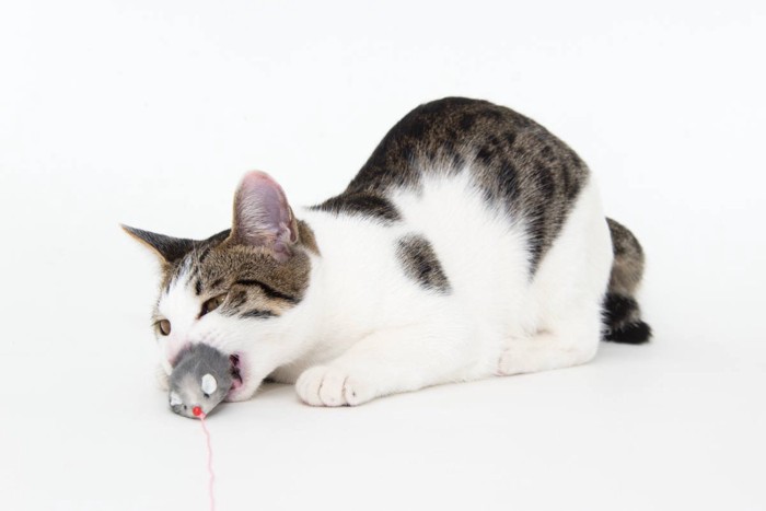 ねずみのおもちゃに噛みつく猫