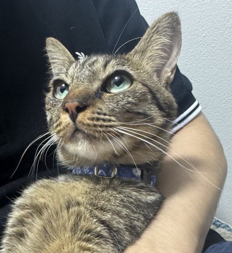 キョトンとした顔で飼い主を見つめる猫