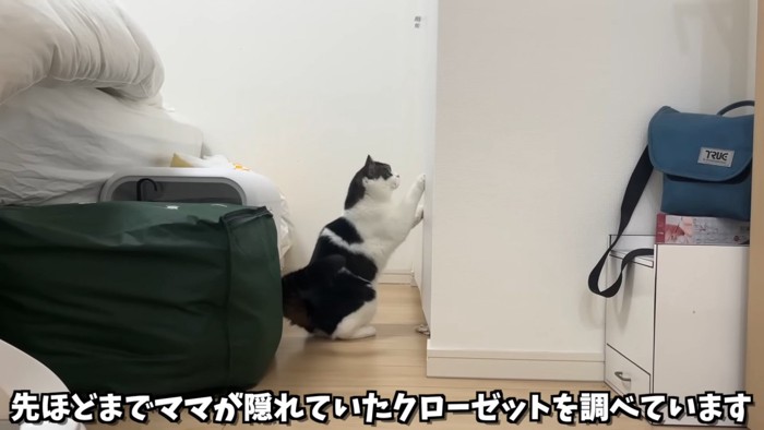 クーロゼットに前足をかけて立つ猫