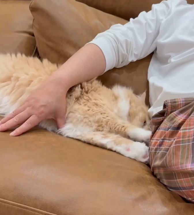 人の足に両手を伸ばす猫