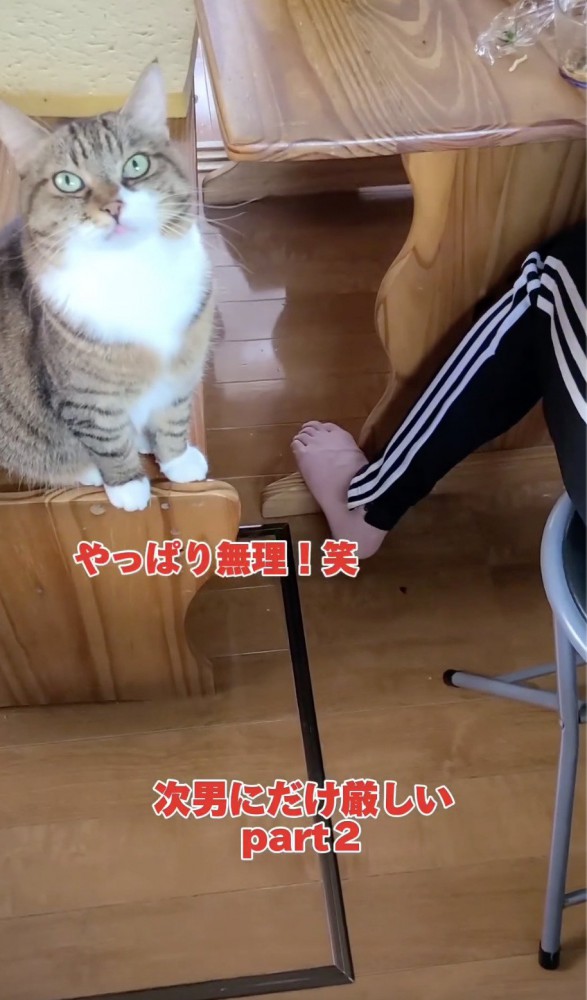 カメラ目線をする猫