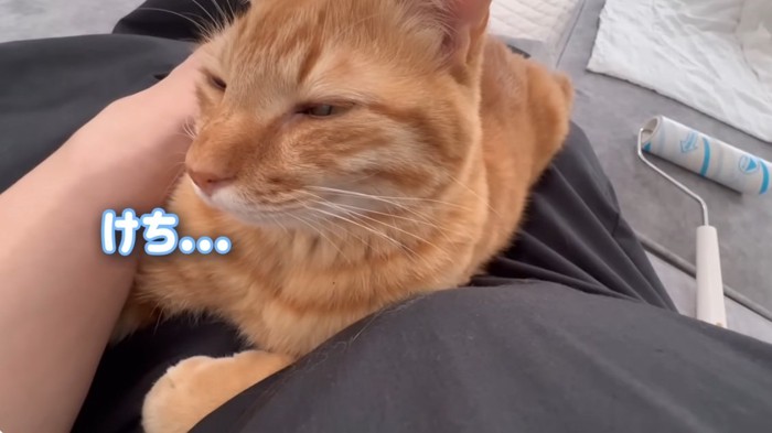 膝の上で顔をそむけているとら猫