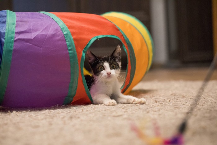 猫とトンネル