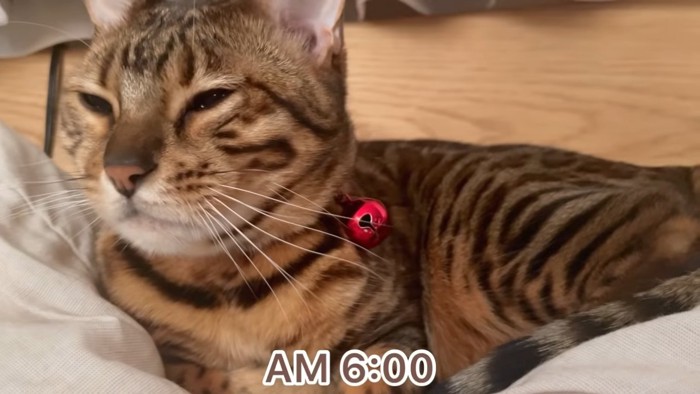 眠そうな顔の猫