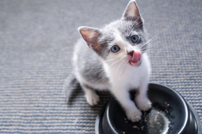 完食した子猫