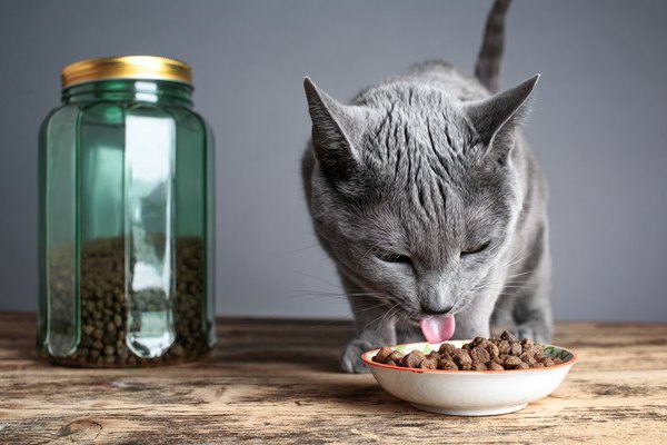 キャットフードを食べる猫