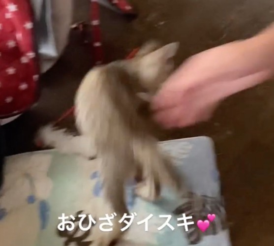 床へと降ろされる子猫