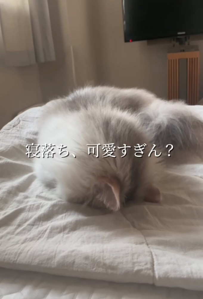 寝落ちした猫