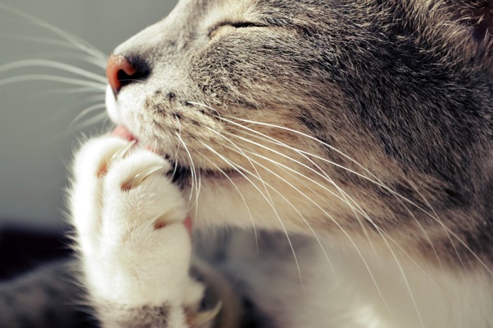リラックスした様子で毛づくろいをする猫