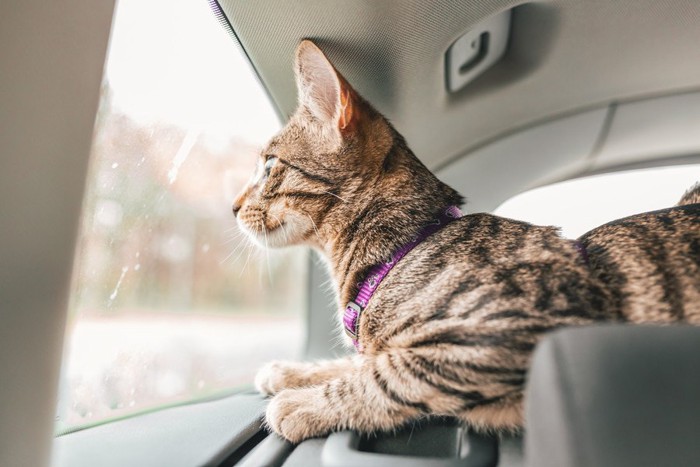 車に乗る首輪を着けている猫