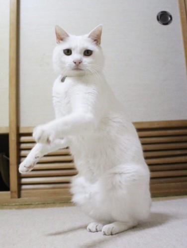 体は斜めで2本足で立って顔はカメラ目線の猫