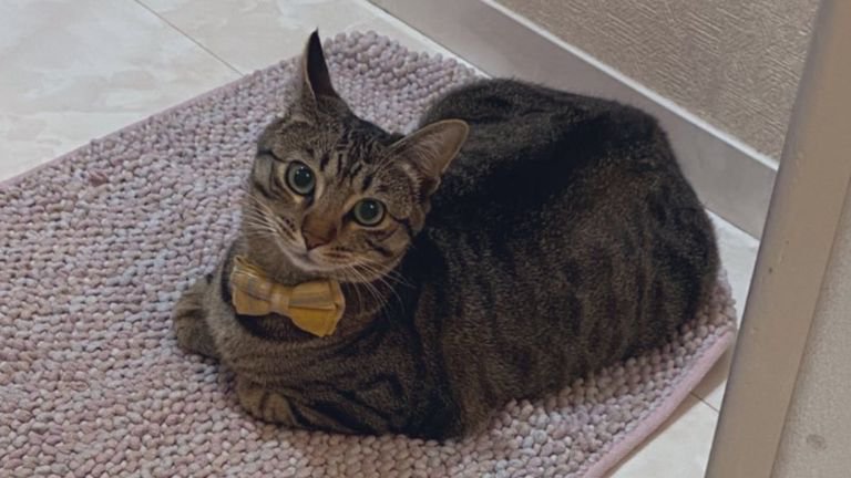 室内にいる猫
