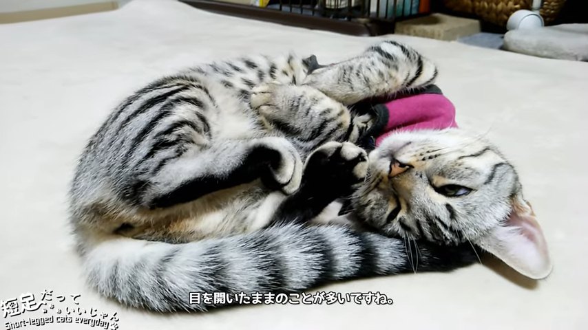 目を開けて丸くなって寝ている猫