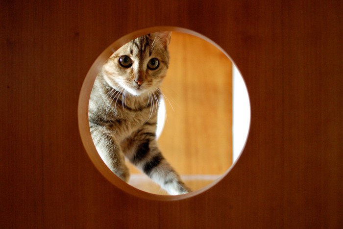 覗く猫
