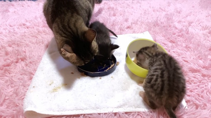 成猫と一緒に食べる子猫