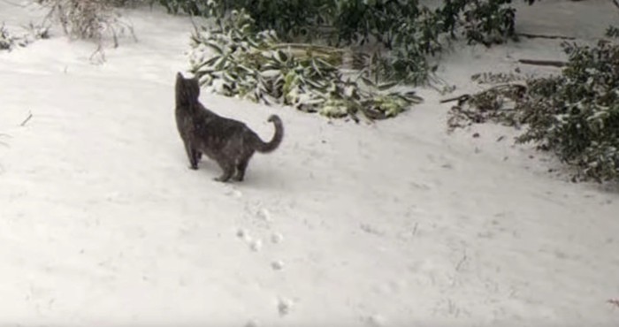 雪の上の猫