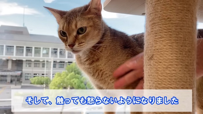 なでられる猫