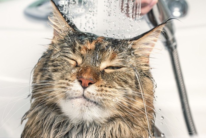 シャワーを浴びて気持ちよさそうに目を閉じる猫